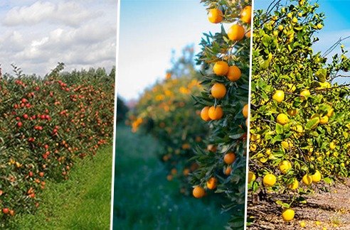 Vera Organic own orchard Pakistan — fresh chemical free organic fruits, no pesticides, no wax, naturally ripened