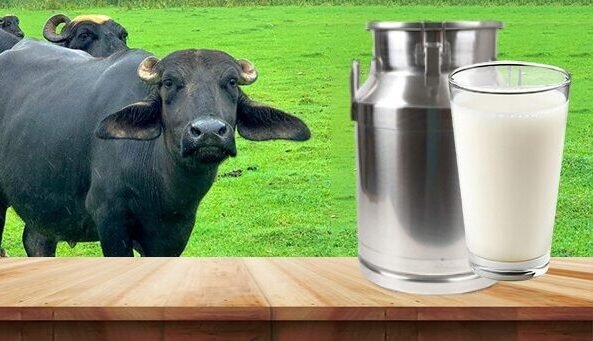 Organic vegetables Pakistan pesticide-free own farm