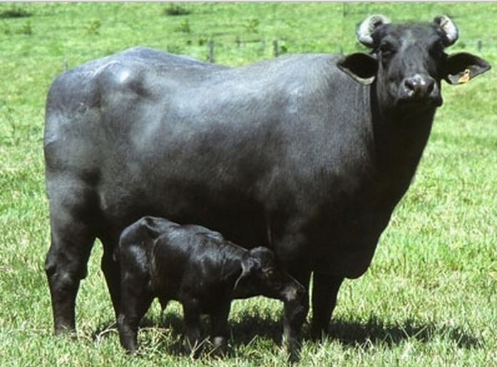 Grass-fed cows buffaloes goats — Vera Organic own animals, chemical free organic milk Pakistan, no silage no hormones